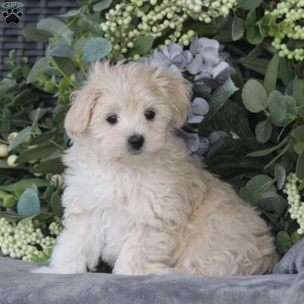 Daisy, Maltipoo Puppy